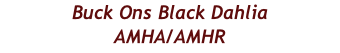 Buck Ons Black Dahlia AMHA/AMHR