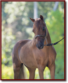Rascel-709 fin small.jpg